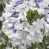 Indigo Frost Agapanthus - 1 Gallon Pot -Outlet Aegis Garden Store Agapanthus Indigo Frost 2