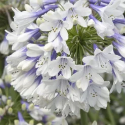 Indigo Frost Agapanthus - 1 Gallon Pot