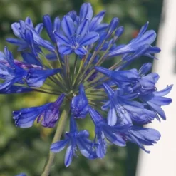 Little Blue Fountain Agapanthus - Lily Of The Nile - 1 Gallon Pot -Outlet Aegis Garden Store Agapanthus Little Blue Fountain 2