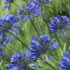 Little Blue Fountain Agapanthus - Lily Of The Nile - 1 Gallon Pot 2 Little Blue Fountain Agapanthus - Lily Of The Nile - 1 Gallon Pot -Outlet Aegis Garden Store Agapanthus Little Blue Fountain 3