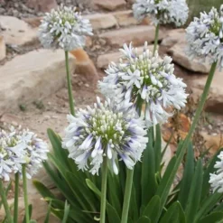 Queen Mum Agapanthus - 2 Gallon Pot -Outlet Aegis Garden Store Agapanthus Queen Mum 1