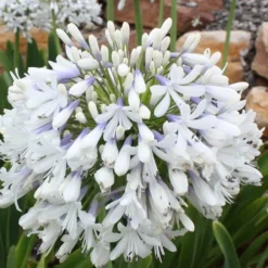 Queen Mum Agapanthus - 1 Gallon Pot