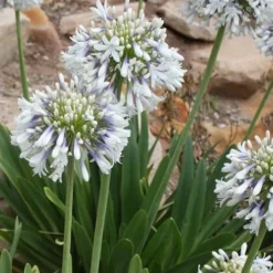 Queen Mum Agapanthus - 1 Gallon Pot -Outlet Aegis Garden Store Agapanthus Queen Mum 500x750 2