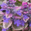 Burgundy Glow Ajuga - Bugleweed - 10 Count Flat Of 4" Pint Pots