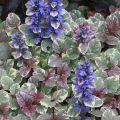 Burgundy Glow Ajuga - Bugleweed - 10 Count Flat Of 4" Pint Pots -Outlet Aegis Garden Store Ajuga Burgundy Glow 500x750 1
