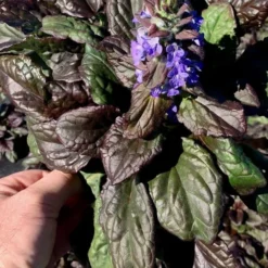 Catlins Giant Ajuga - Bugleweed - 18 Pack Of 3.5" Pots -Outlet Aegis Garden Store Ajuga Catlins Giant 10 4