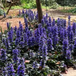 Catlins Giant Ajuga - Bugleweed - 18 Pack Of 3.5" Pots -Outlet Aegis Garden Store Ajuga Catlins Giant 20 4