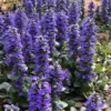 Catlins Giant Ajuga - Bugleweed - 5 Pack Of Quart Pots -Outlet Aegis Garden Store Ajuga Catlins Giant 21