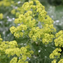 Auslese Lady's Mantle (Alchemilla Mollis) - 1 Gallon Pot -Outlet Aegis Garden Store Alchemilla Mollis Thriller 1