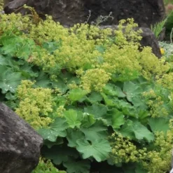 Auslese Lady's Mantle (Alchemilla Mollis) - 1 Gallon Pot -Outlet Aegis Garden Store Alchemilla Mollis Thriller 2