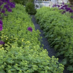 Auslese Lady's Mantle (Alchemilla Mollis) - 1 Gallon Pot -Outlet Aegis Garden Store Alchemilla Mollis Thriller 3