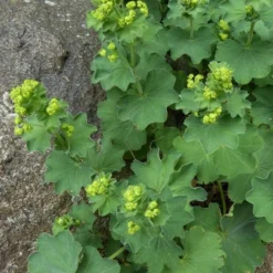 Auslese Lady's Mantle (Alchemilla Mollis) - 1 Gallon Pot -Outlet Aegis Garden Store Alchemilla Mollis Thriller 4