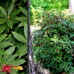 Florida Anise - Illicium Floridanum - 7 Gallon Pot -Outlet Aegis Garden Store Anise Florida 2