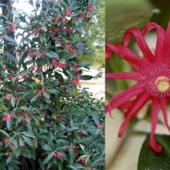 Florida Anise - Illicium Floridanum - 7 Gallon Pot -Outlet Aegis Garden Store Anise Florida 50 2