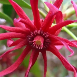 Florida Anise - Illicium Floridanum - 7 Gallon Pot -Outlet Aegis Garden Store Anise Florida Flower 50 2