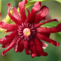 Miss Scarlett Florida Anise - Illicium Floridanum - 2 Gallon Pot 10 Miss Scarlett Florida Anise - Illicium Floridanum - 2 Gallon Pot -Outlet Aegis Garden Store Anise Miss Scarlet 16 2