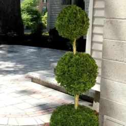 Emerald Green Arborvitae Poodle Tier Topiary (3 Ball) - 5 Gallon Pot -Outlet Aegis Garden Store Arborvitae Emerald Green 3 Ball Poodle Tier 2