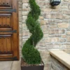 Emerald Green Arborvitae Spiral Topiary - 5 Gallon Pot (6') -Outlet Aegis Garden Store Arborvitae Emerald Green Spiral 6 2