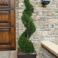 Outlet Aegis Garden Store 48 Emerald Green Arborvitae Spiral Topiary - 5 Gallon Pot (3-4')