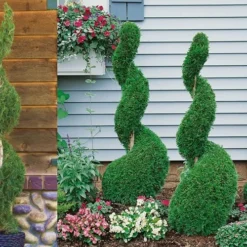 Emerald Green Arborvitae Spiral Topiary - 5 Gallon Pot (3-4') -Outlet Aegis Garden Store Arborvitae Emerald Green Spiral 800x500 1