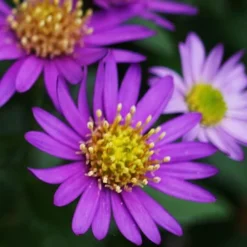 Ezo Murasaki Asian Aster (Aster Ageratoides) - 1 Gallon Pot -Outlet Aegis Garden Store Aster Ezo Murasaki 1