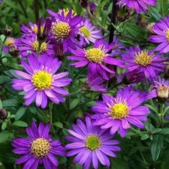Ezo Murasaki Asian Aster (Aster Ageratoides) - 1 Gallon Pot