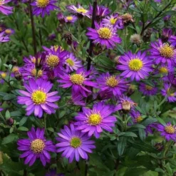 Ezo Murasaki Asian Aster (Aster Ageratoides) - 1 Gallon Pot -Outlet Aegis Garden Store Aster Ezo Murasaki 4