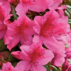 Pride Of Mobile Azalea - 3 Gallon Pot 10 Pride Of Mobile Azalea - 3 Gallon Pot -Outlet Aegis Garden Store Azalea Pride Of Mobile 500x750 1
