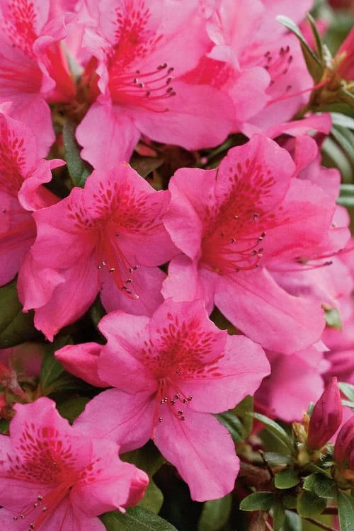 Pride Of Mobile Azalea - 3 Gallon Pot 6 Pride Of Mobile Azalea - 3 Gallon Pot - Image 4