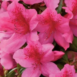 Pride Of Mobile Azalea - 3 Gallon Pot 11 Pride Of Mobile Azalea - 3 Gallon Pot -Outlet Aegis Garden Store Azalea Pride of Mobile 15
