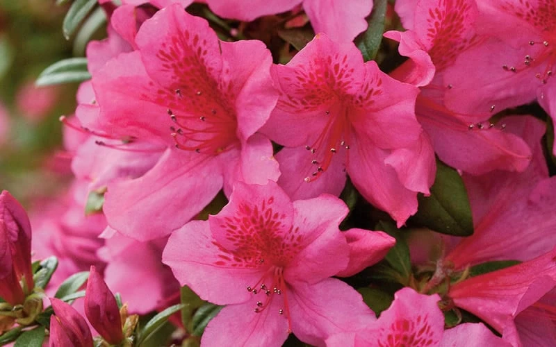 Pride Of Mobile Azalea - 3 Gallon Pot 7 Pride Of Mobile Azalea - 3 Gallon Pot - Image 5