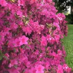 Pride Of Mobile Azalea - 3 Gallon Pot 9 Pride Of Mobile Azalea - 3 Gallon Pot -Outlet Aegis Garden Store Azalea Pride of Mobile 21