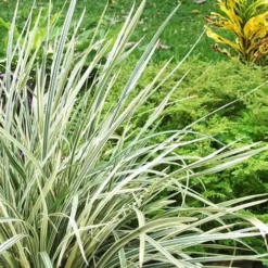 Aztec Grass - Liriope Muscari - 1 Gallon Pot -Outlet Aegis Garden Store Aztec Grass Liriope 1