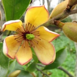 Banana Shrub - 7 Gallon Pot (4-5') -Outlet Aegis Garden Store Banana Shrub Flower Closeup 2
