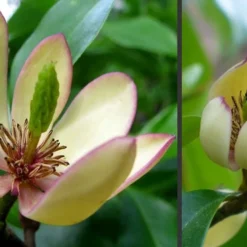 Everblooming Banana Shrub - Michelia Figo 'Hagiwara' - 3 Gallon Pot -Outlet Aegis Garden Store Banana Shrub Flowers 5