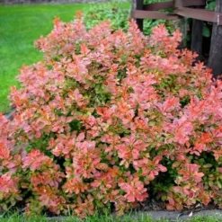 Admiration Barberry - 2 Gallon Pot -Outlet Aegis Garden Store Barberry Admiration 10