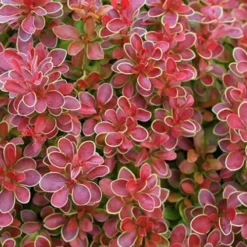 Admiration Barberry - 1 Gallon Pot -Outlet Aegis Garden Store Barberry Admiration 11 1