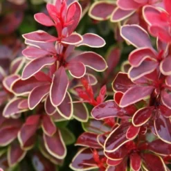 Admiration Barberry - 1 Gallon Pot -Outlet Aegis Garden Store Barberry Admiration 15 1