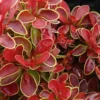 Admiration Barberry - 1 Gallon Pot -Outlet Aegis Garden Store Barberry Admiration 6 1