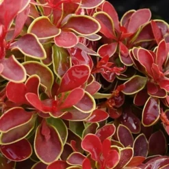 Admiration Barberry - 1 Gallon Pot