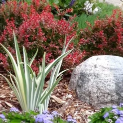 Admiration Barberry - 2 Gallon Pot -Outlet Aegis Garden Store Barberry Admiration 7