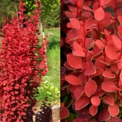 Orange Rocket Barberry - 2 Gallon Pot -Outlet Aegis Garden Store Barberry Orange Rocket 2 2