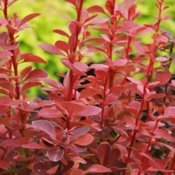 Orange Rocket Barberry - 1 Gallon Pot -Outlet Aegis Garden Store Barberry Orange Rocket