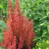 Orange Rocket Barberry - 2.5 Quart Pot