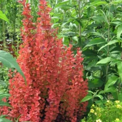 Orange Rocket Barberry - 2.5 Quart Pot