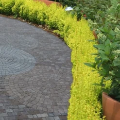 Sunjoy Gold Pillar Barberry - 2 Gallon Pot -Outlet Aegis Garden Store Barberry Sunjoy Gold Pillar 2 1