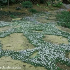 Blue Star Creeper (Laurentia Fluviatilis) - 5 Pack Of Pint Pots -Outlet Aegis Garden Store Blue Star Creeper 20 1