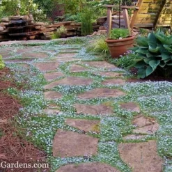 Blue Star Creeper (Laurentia Fluviatilis) - 5 Pack Of Pint Pots -Outlet Aegis Garden Store Blue Star Creeper 21 1