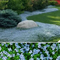 Blue Star Creeper (Laurentia Fluviatilis) - 5 Pack Of Pint Pots -Outlet Aegis Garden Store Blue Star Creeper 24 1