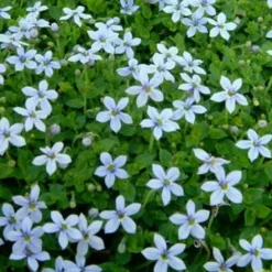 Blue Star Creeper (Laurentia Fluviatilis) - 5 Pack Of Pint Pots -Outlet Aegis Garden Store Blue Star Creeper Laurentia 1 1